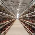 complete automatic steel egg layer cage for farm