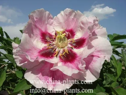 Wholesale Hardy grafted rockii peonies