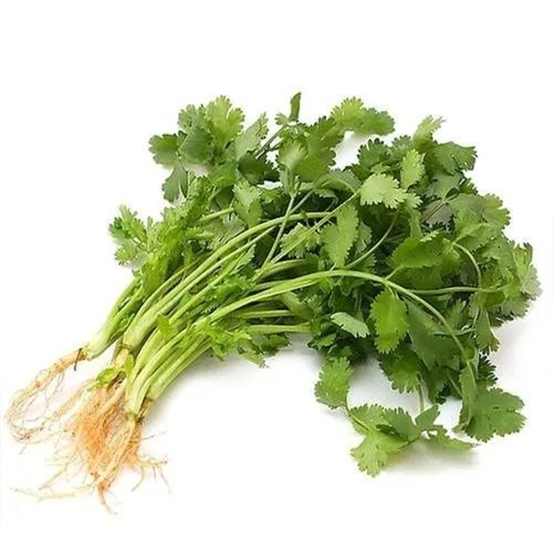 Coriander3