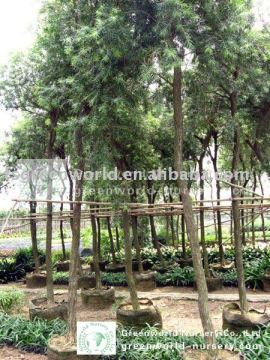 callistemon viminalis potted nursery