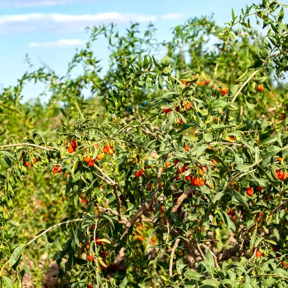 Red Power QIZITO Healthycare Healthycare Food Certificated Zhongning Free Sample Goji