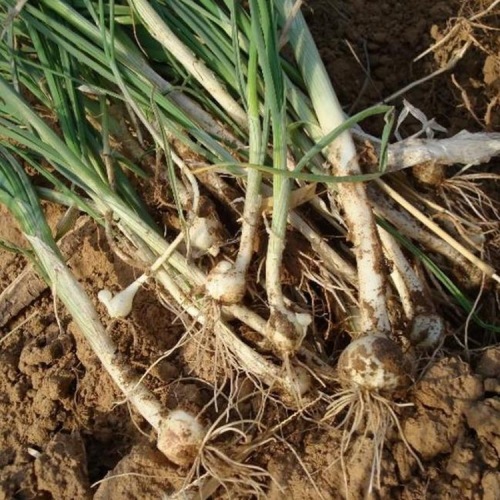 bulbus allii macrostemi extract