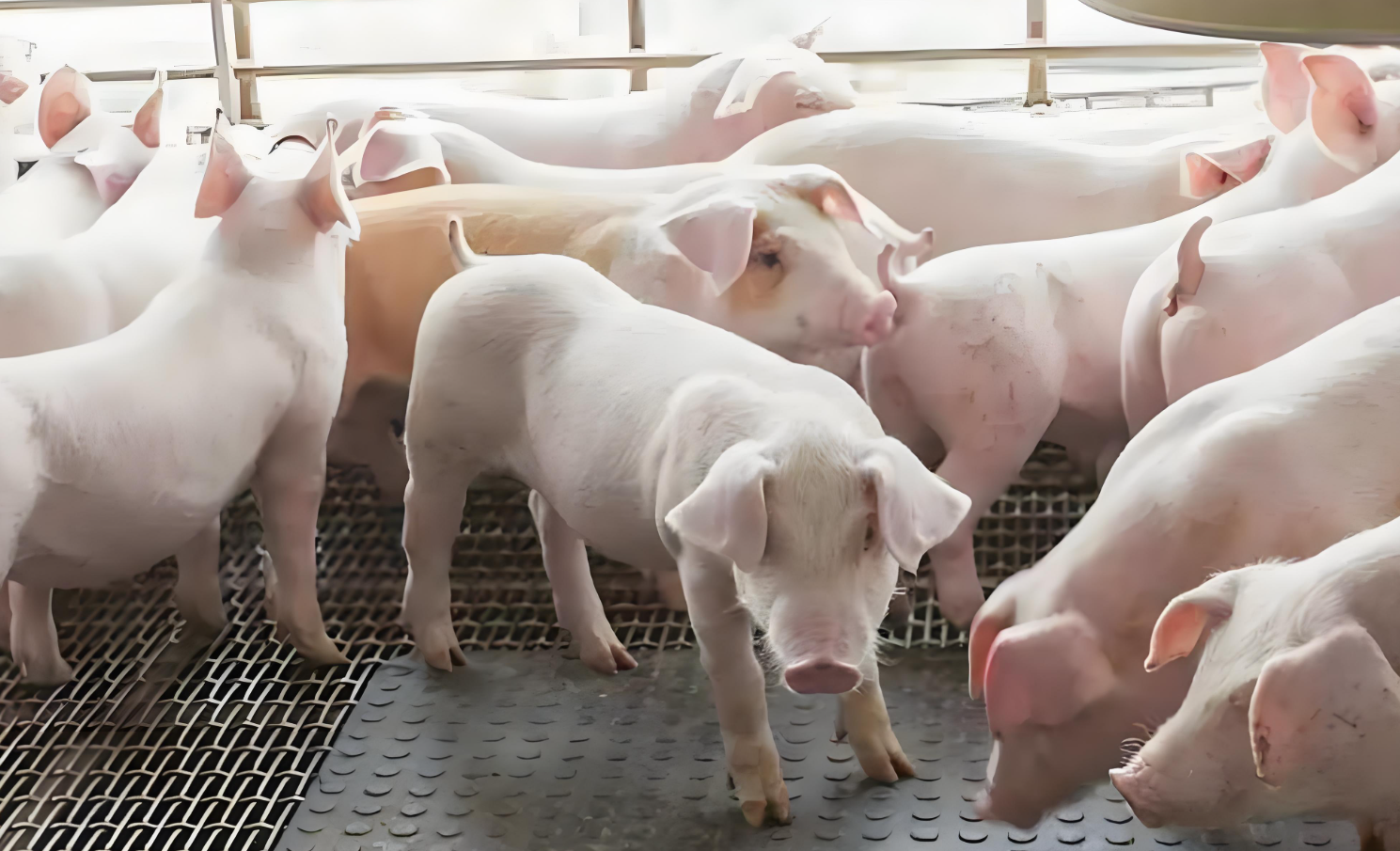 swine ultrasound