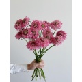 বিবাহের জন্য উচ্চ মানের তাজা কাট গোলাপী Scabiosa