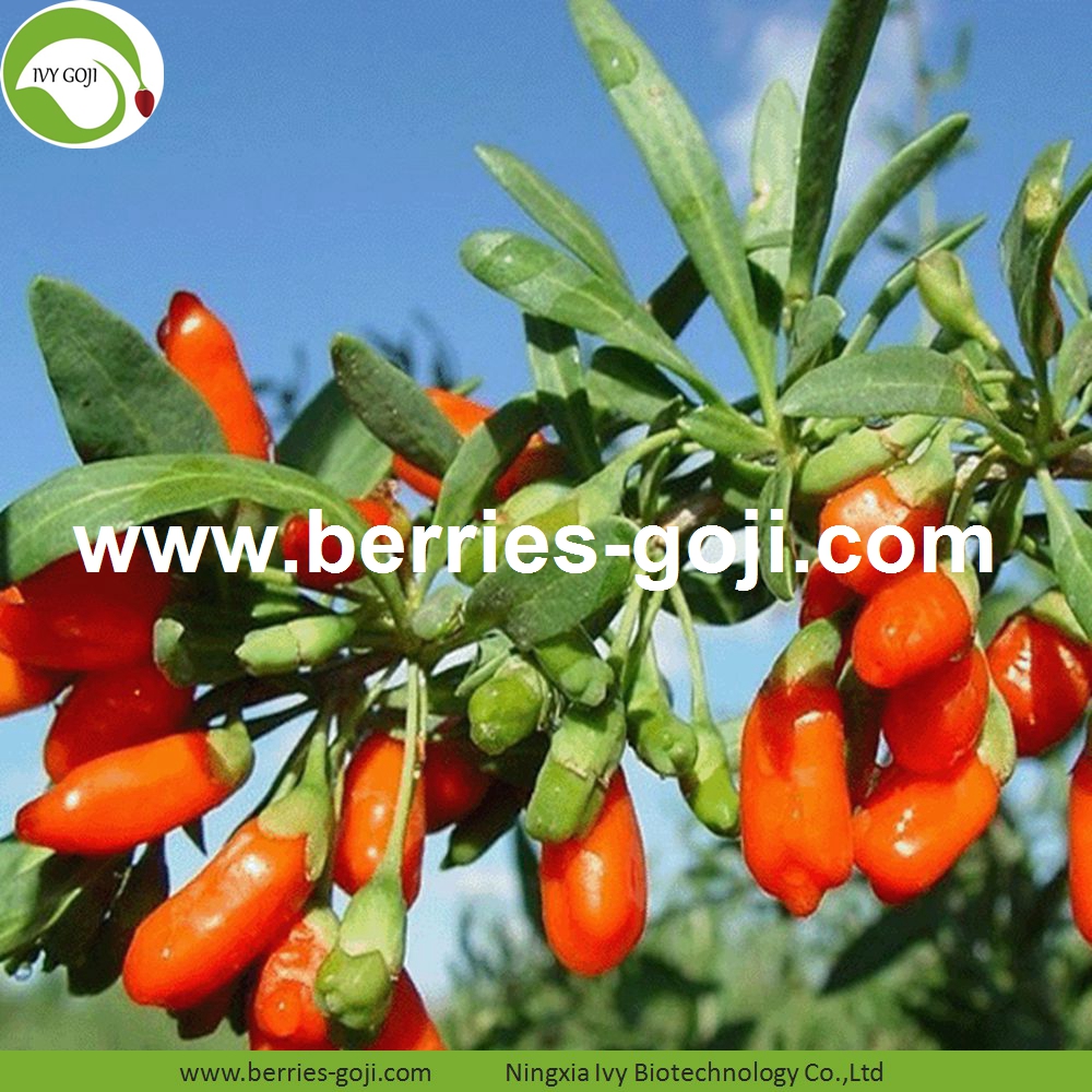 goji berry