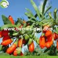 En gros Nutrition Malaisie naturelle Baies de Goji