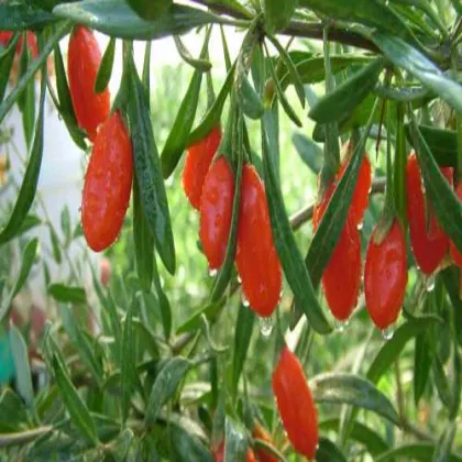 goji berries fruit Organic Goji Berries Direct Supply