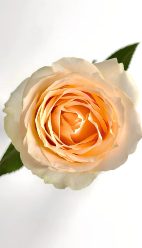 Champagne Rose