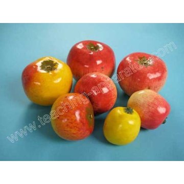 Apple Model/7 wild/cultivated kinds/Bontany Model/Fruit Model