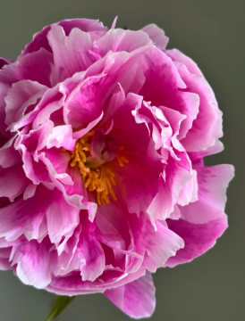 Seasonal Peony Pink Agate Peony