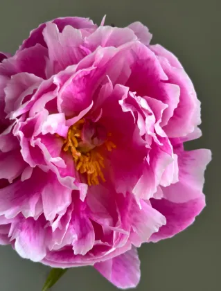 Seasonal Peony Pink Agate Peony