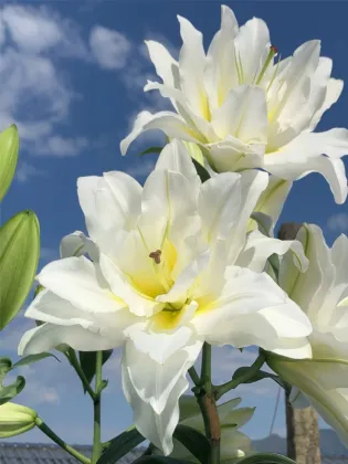 Blizzard double Oriental lily