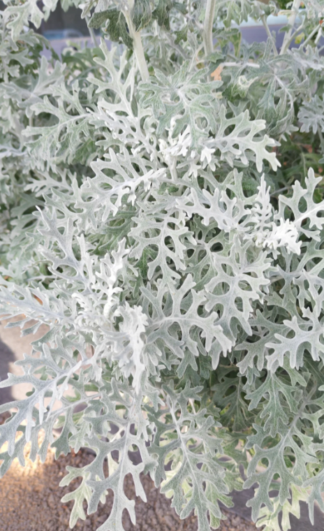 Dusty Miller