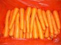 Saiz besar Shandong Carrot