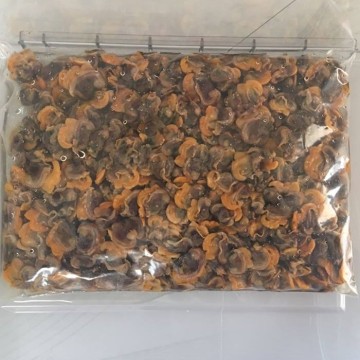Fresh Frozen Clam Meat and Plump Blood Clams