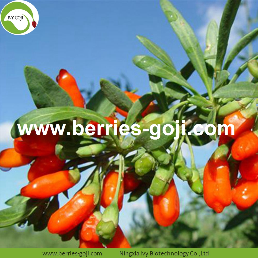 Goji Berry