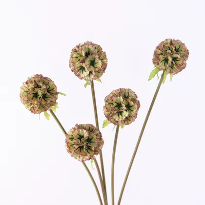 Wholesale Preserved Windmill Fruit Flowers Scabiosa Atropurpurea Pristimera