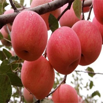 High Quality Fresh Red Fuji Apple