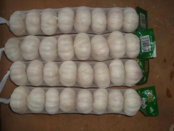 Ukuran Besar Bawang Putih Normal15 16pcs bag10kg karton