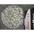 Top Quality Pure White Garlic