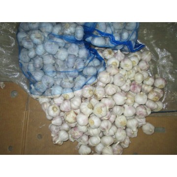 2020 Fresh Cold Storage Normal Garlic