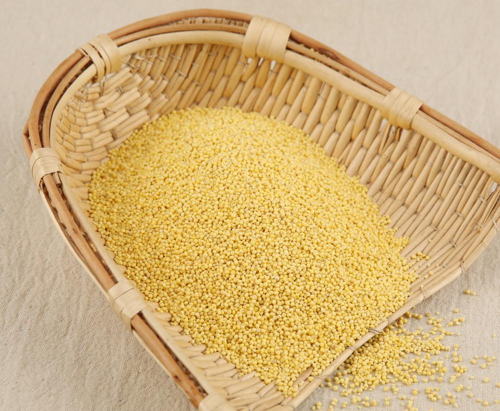 Grain Of Golden Rice