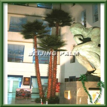 Groups of Artificial preserved washington palm tree in School