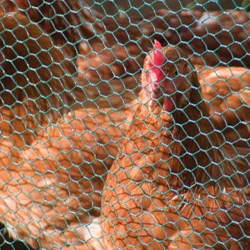 Hexagonal Chicken Livestock Wire Mesh