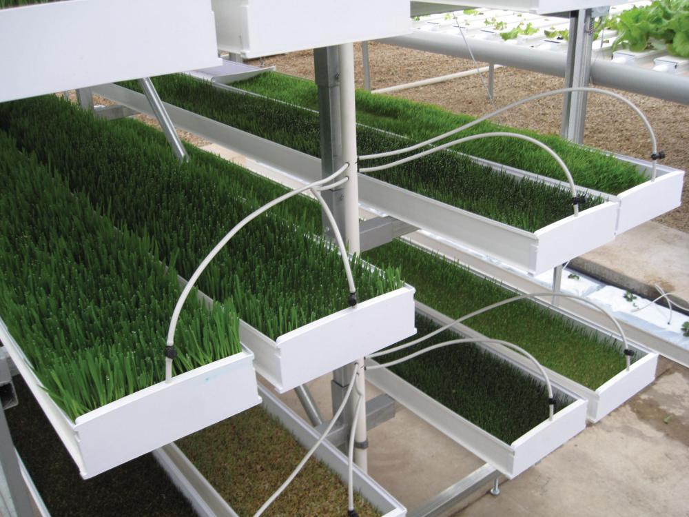 Hydroponic Fodder ProFeed Growing System