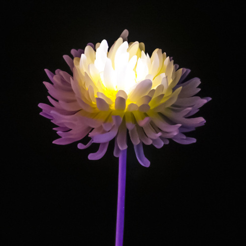 Luces LED de hortensias para exteriores