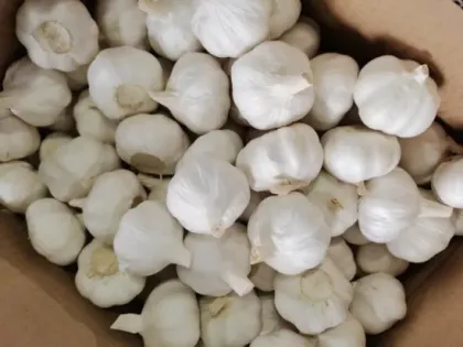 New Crop Chinese Brand Pure White Garlic