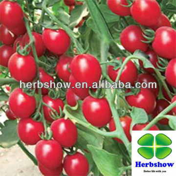 F1 Hybrid Cherry Tomato seeds /Disease Resistance