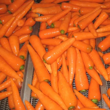 Good carrot sweet taste