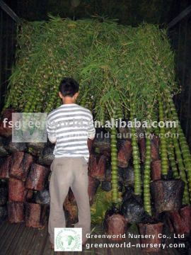 bambusa plants loading