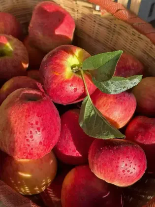 Tasty YN Fresh Apple Collection