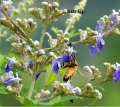 hot sale raw organic vitex bee honey