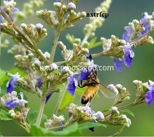 Vitex Flower 2