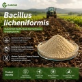 مسحوق بروبيوتيك Bacillus licheniformis