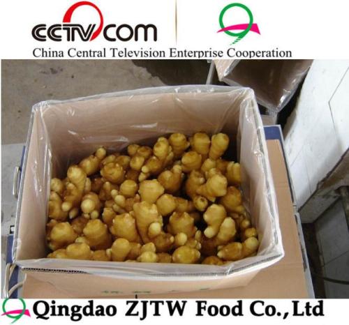 New Price of Top Quality Fresh Ginger on Sale (8/9/10kg Carton Packing)