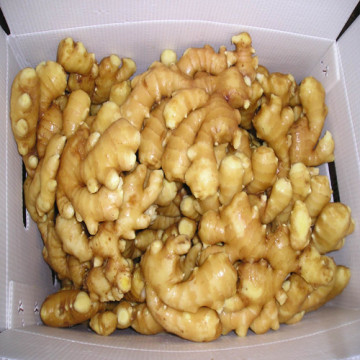 Ginger with China Origin for Exportation