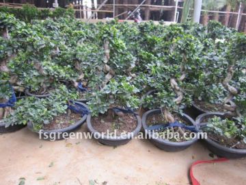 Ficus microcarpa bonsai cliff shape potted
