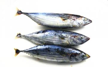 Whole Frozen Bonito