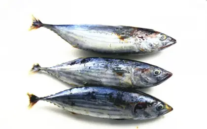 Whole Round Frozen Bonito