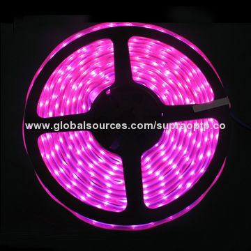 Blue Color Flexible LED Strip, 60 Pieces of 3528 SMD LEDs/Meter, 120 Degrees Beam Angle