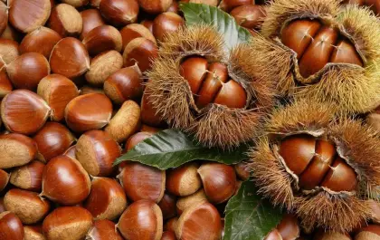 The best quality fresh chestnut