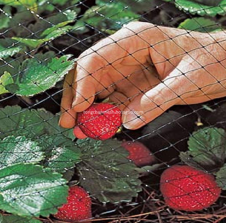 Rete anti-uccelli da giardino in PP a maglia quadrata