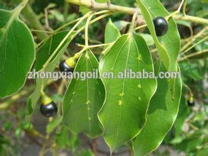 Wholesale Bulk Pure Natural Camphor