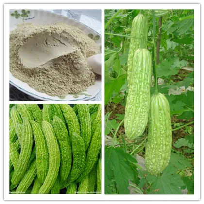 Organic Dehydration Of Balsam Pear Powder