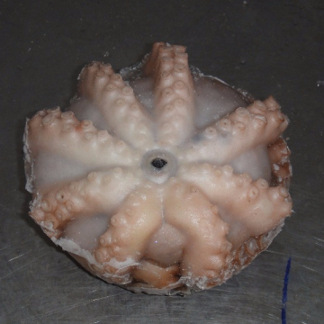 쉬운 요리를 위해 큰 ctopus 필레가 얼어 붙었습니다