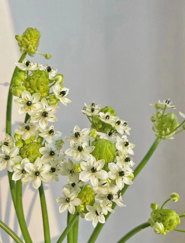 Ornithogalum arabicum